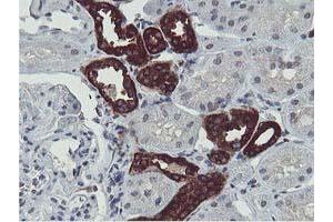 Immunohistochemical staining of paraffin-embedded Human Kidney tissue using anti-ERI1 mouse monoclonal antibody. (ERI1 抗体)