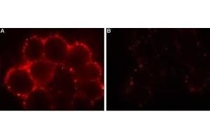Expression of Orai1 in HEK-293 transfected cells - Cell surface detection of Orai1 in intact living HEK-293 cells expressing Orai1. (ORAI1 抗体  (Extracellular))