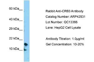 Western Blotting (WB) image for anti-Crumbs Homolog 3 (CRB3) (N-Term) antibody (ABIN2775638)