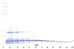 Western Blotting (WB) image for anti-Chemokine (C-C Motif) Ligand 28 (CCL28) antibody (ABIN615627)