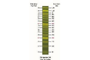 Agarose Gel Electrophoresis (AGE) image for FluoroBand™ 50 bp Fluorescent DNA Ladder (ABIN5662618) (FluoroBand™ 50 bp Fluorescent DNA Ladder)