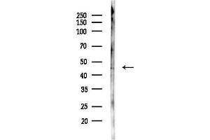 Western blot analysis of lysates from Hela cells(LPS,4h treatment), using PSMC5 Antibody at 1/1000 dilution.