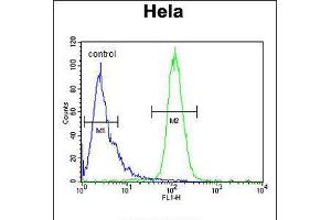 Flow cytometric analysis of Hela cells (right histogram) compared to a negative control cell (left histogram). (INTS10 抗体  (C-Term))