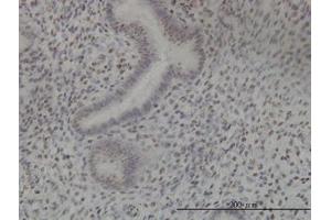 Image no. 4 for anti-NIMA (Never In Mitosis Gene A)-Related Kinase 11 (NEK11) (AA 1-483) antibody (ABIN599307) (NEK11 抗体  (AA 1-483))