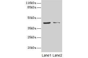 Western blot All lanes: MAPK13 antibody at 2 μg/mL Lane 1: Hela whole cell lysate Lane 2: A549 whole cell lysate Secondary Goat polyclonal to rabbit IgG at 1/10000 dilution Predicted band size: 43, 29 kDa Observed band size: 43 kDa (MAPK13 抗体  (AA 1-365))