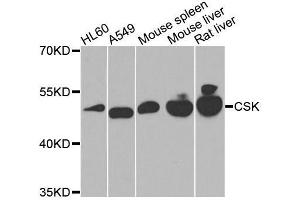 Western blot analysis of extracts of various cell lines, using CSK antibody. (CSK 抗体  (AA 241-450))