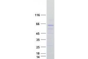 Western Blotting (WB) image for Cdc42 Guanine Nucleotide Exchange Factor (GEF) 9 (Arhgef9) protein (Myc-DYKDDDDK Tag) (ABIN2714896)
