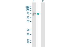 Western Blot analysis of ATP6V1H expression in transfected 293T cell line by ATP6V1H MaxPab polyclonal antibody. (ATP6V1H 抗体  (AA 1-483))