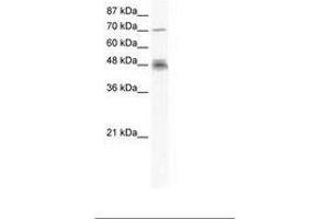 Image no. 1 for anti-DEAD (Asp-Glu-Ala-Asp) Box Polypeptide 50 (DDX50) (N-Term) antibody (ABIN202889) (DDX50 抗体  (N-Term))