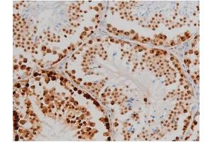 ABIN6267398 at 1/200 staining Mouse testis tissue sections by IHC-P. (H2AFX 抗体  (pSer139))