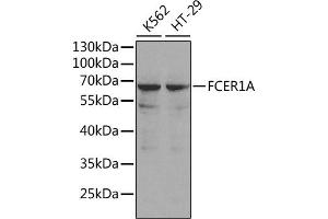 Western blot analysis of extracts of various cell lines, using FCER1A antibody (ABIN3022489, ABIN3022490, ABIN1512901 and ABIN6218851). (Fc epsilon RI/FCER1A 抗体  (AA 26-205))