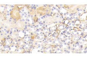 Detection of APOA1 in Mouse Kidney Tissue using Polyclonal Antibody to Apolipoprotein A1 (APOA1) (APOA1 抗体  (AA 25-264))