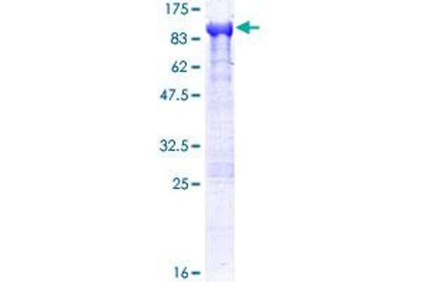 DPP3 Protein (AA 1-737) (GST tag)