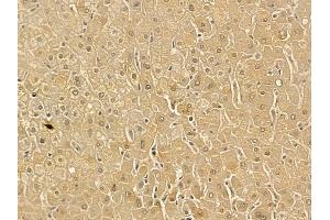 GLUD2 Mouse Monoclonal Antibody at 1/100 staining human normal liver tissue by IHC-P. (GLUD2 抗体)