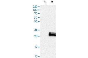 Western Blot analysis of Lane 1: negative control (vector only transfected HEK293T cell lysate) and Lane 2: over-expression lysate (co-expressed with a C-terminal myc-DDK tag in mammalian HEK293T cells) with PAEP polyclonal antibody . (PAEP 抗体)