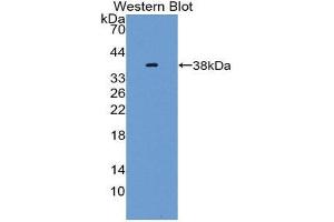 Western Blotting (WB) image for anti-Neuregulin 4 (NRG4) (AA 1-62) antibody (ABIN3205379) (Neuregulin 4 抗体  (AA 1-62))