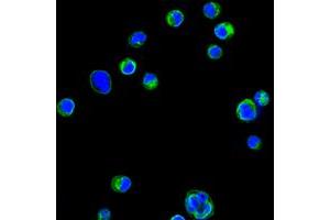 Confocal immunofluorescence analysis of HL60 cells using CD18 mouse mAb (green). (Integrin beta 2 抗体)