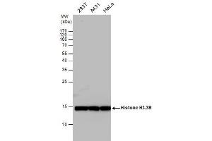 WB Image Histone H3. (Histone H3.3B 抗体  (full length))