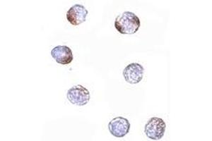 Immunohistochemistry (IHC) image for anti-Kelch-Like 15 (KLHL15) (C-Term) antibody (ABIN1030470) (KLHL15 抗体  (C-Term))