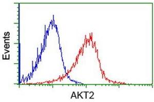 Image no. 1 for anti-V-Akt Murine Thymoma Viral Oncogene Homolog 2 (AKT2) antibody (ABIN1496565) (AKT2 抗体)