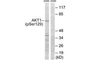 Western blot analysis of extracts from A549 cells treated with PMA 125ng/ml 30', using Akt (Phospho-Ser129) Antibody. (AKT1 抗体  (pSer129))