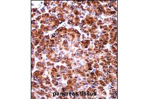 USO1 Antibody (C-term) ((ABIN657956 and ABIN2846901))immunohistochemistry analysis in formalin fixed and paraffin embedded human pancreas tissue followed by peroxidase conjugation of the secondary antibody and DAB staining. (USO1 抗体  (C-Term))