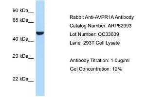 Western Blotting (WB) image for anti-Arginine Vasopressin Receptor 1A (AVPR1A) (C-Term) antibody (ABIN2789327) (AVPR1A 抗体  (C-Term))
