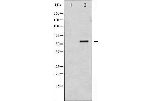 Western blot analysis of Smad1 phosphorylation expression in Mouse muscletissue lysates,The lane on the left is treated with the antigen-specific peptide. (SMAD1 抗体  (pSer187))