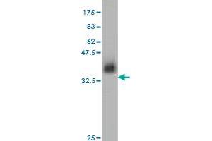 Western Blot detection against Immunogen (37. (ZNF41 抗体  (AA 221-321))