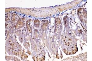 IHC testing of FFPE mouse intestine tissue with Ada antibody at 1ug/ml. (ADA 抗体  (AA 2-241))