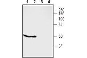 Western blot analysis of rat pancreas (lanes 1 and 3) and mouse MS1 cells (lanes 2 and 4): - 1,2. (G Protein-Coupled Receptor 119 抗体  (2nd Cytoplasmic Loop))