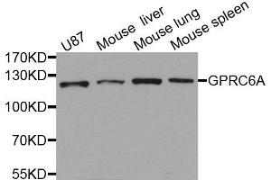 Western blot analysis of extracts of various cells, using GPRC6A antibody. (GPRC6A 抗体)