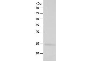 POLR3K Protein (AA 1-108) (His tag)