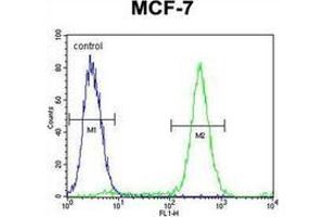 Flow cytometric analysis of MCF-7 cells using QTRTD1 Antibody (C-term) Cat. (QTRTD1 抗体  (C-Term))