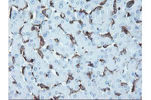 Image no. 2 for anti-Leucine Rich Repeat Containing 25 (LRRC25) antibody (ABIN1499200)