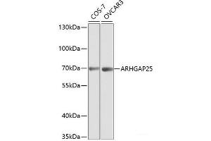 Western blot analysis of extracts of various cell lines using ARHGAP25 Polyclonal Antibody at dilution of 1:1000. (ARHGAP25 抗体)