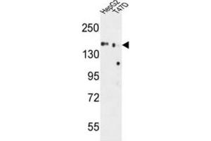 Western Blotting (WB) image for anti-Golgi Glycoprotein 1 (GLG1) antibody (ABIN3004342) (GLG1 抗体)
