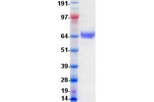 Western Blotting (WB) image for EPH Receptor B2 (EPHB2) protein (DYKDDDDK-His Tag) (ABIN2720248)