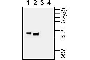 Western blot analysis of mouse brain membranes (lanes 1 and 3) and rat brain synaptosomes (lanes 2 and 4): 1-2. (NEGR1 抗体  (Extracellular))