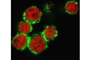 Immunofluorescent image of PFA-fixed Jurkat cells.