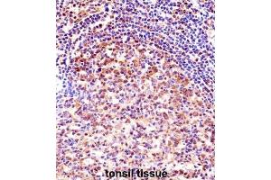 Immunohistochemistry (IHC) image for anti-Transcription Elongation Factor A Protein 1 (TCEA1) antibody (ABIN2998218) (TCEA1 抗体)