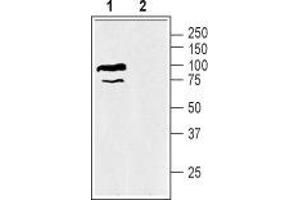 Western Blotting (WB) image for anti-Solute Carrier Family 6 (Neurotransmitter Transporter, Betaine/GABA), Member 12 (SLC6A12) (AA 22-35), (Intracellular) antibody (ABIN7043738)