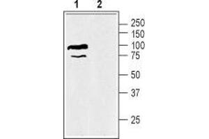 Western blot analysis of mouse kidney membranes: - 1. (SLC6A12 抗体  (Intracellular, N-Term))