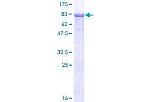 CPNE1 Protein (AA 1-537) (GST tag)
