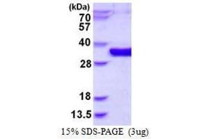 Mediator of Cell Motility 1 (MEMO1) protein (His tag)
