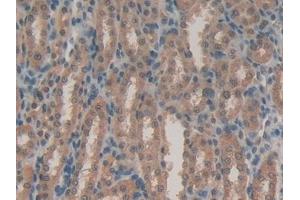 Immunohistochemistry (IHC) image for anti-Lactoperoxidase (LPO) (AA 351-589) antibody (ABIN7437911)