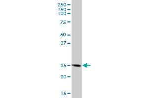 FKBP14 MaxPab polyclonal antibody. (FKBP14 抗体  (AA 1-211))