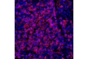 Immunofluorescence (IF) image for anti-CD247 Molecule (CD247) (C-Term) antibody (ABIN7454039) (Recombinant CD247 抗体  (C-Term))