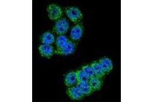 Confocal immunofluorescent analysis of DPP3 Antibody (C-term) Cat. (DPP3 抗体  (C-Term))