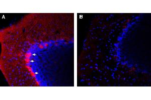 Expression of Pannexin 1 in mouse cerebellum. (PANX1 抗体  (Intracellular))